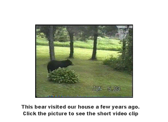 The Bear Movie